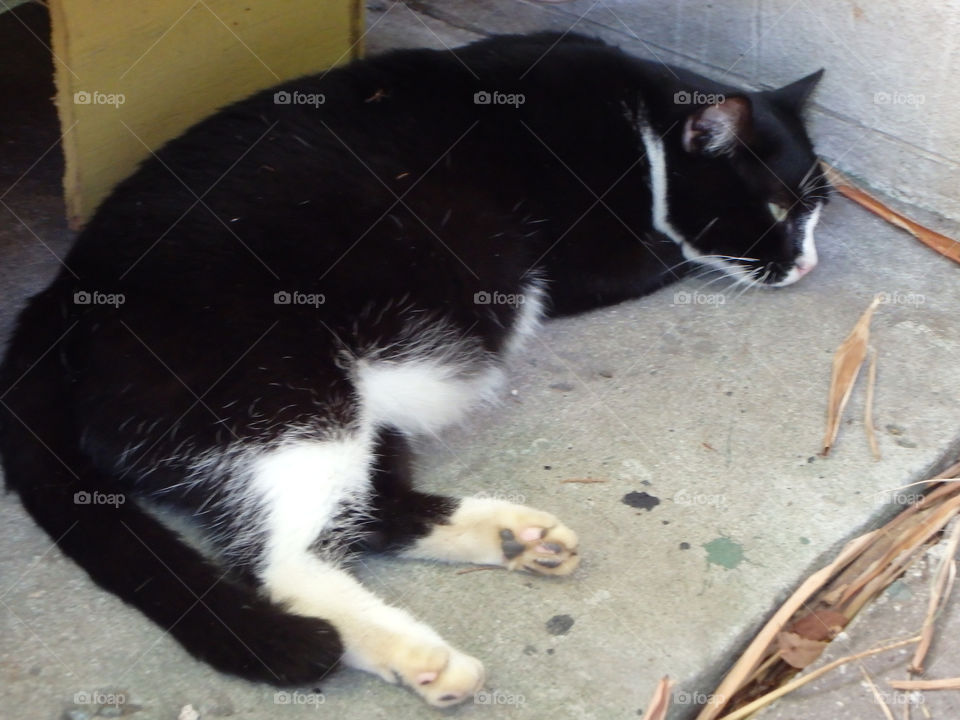 Key West Hemingway House