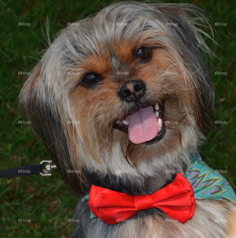 Smiling happy dog