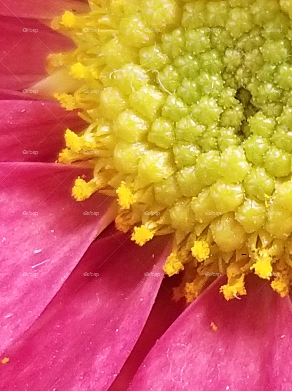 Close up of center of a pink flower.