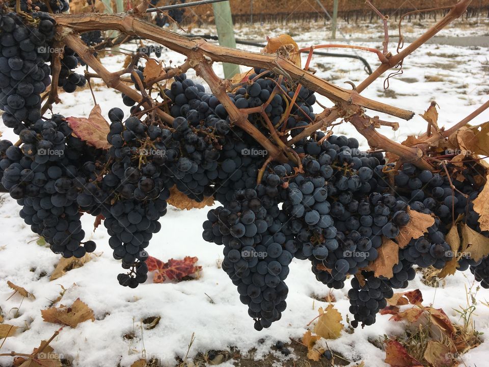 Grapes on the vines