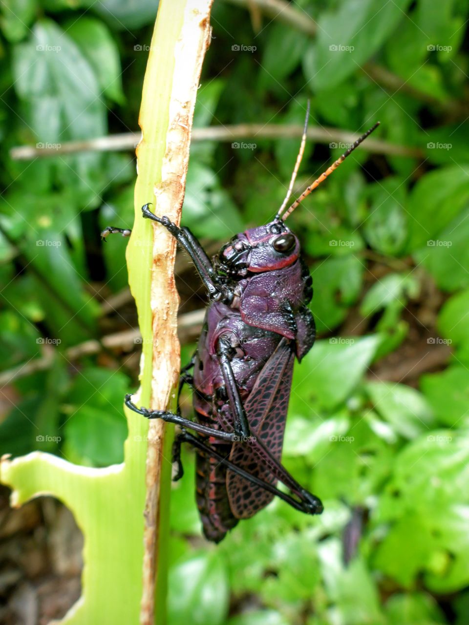 Red-winged grasshopper, Costa Rica