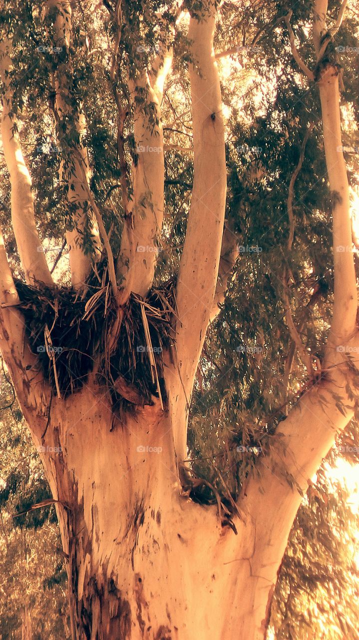 Old tree with special form looking up
to the sky#
Branch tree like a hand with fingers up