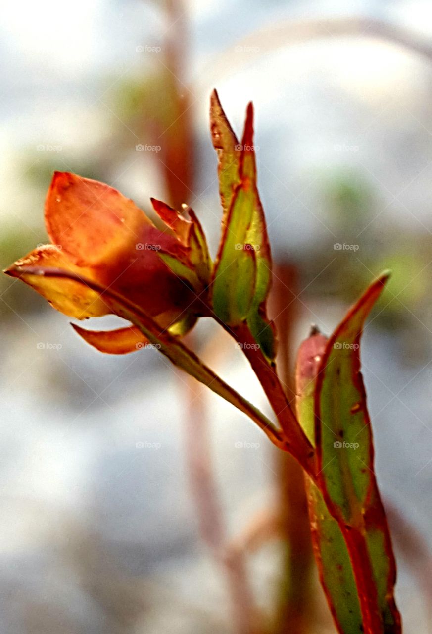 tiny flower