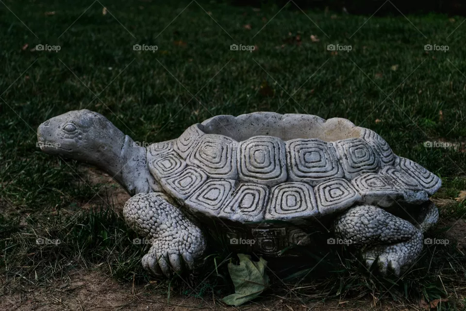 turtle