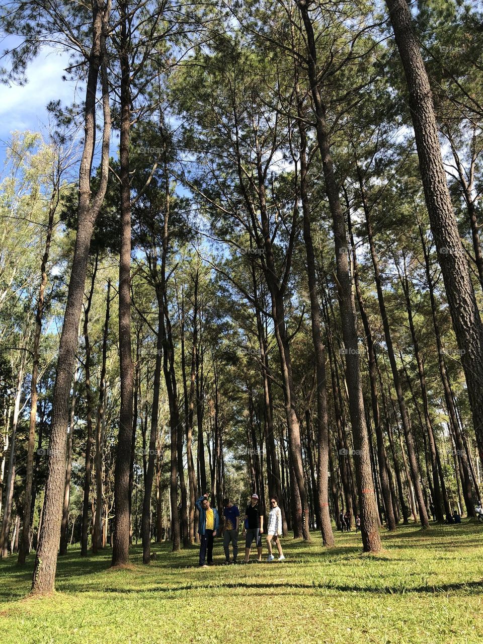 Enjoying the beauty of pine forest