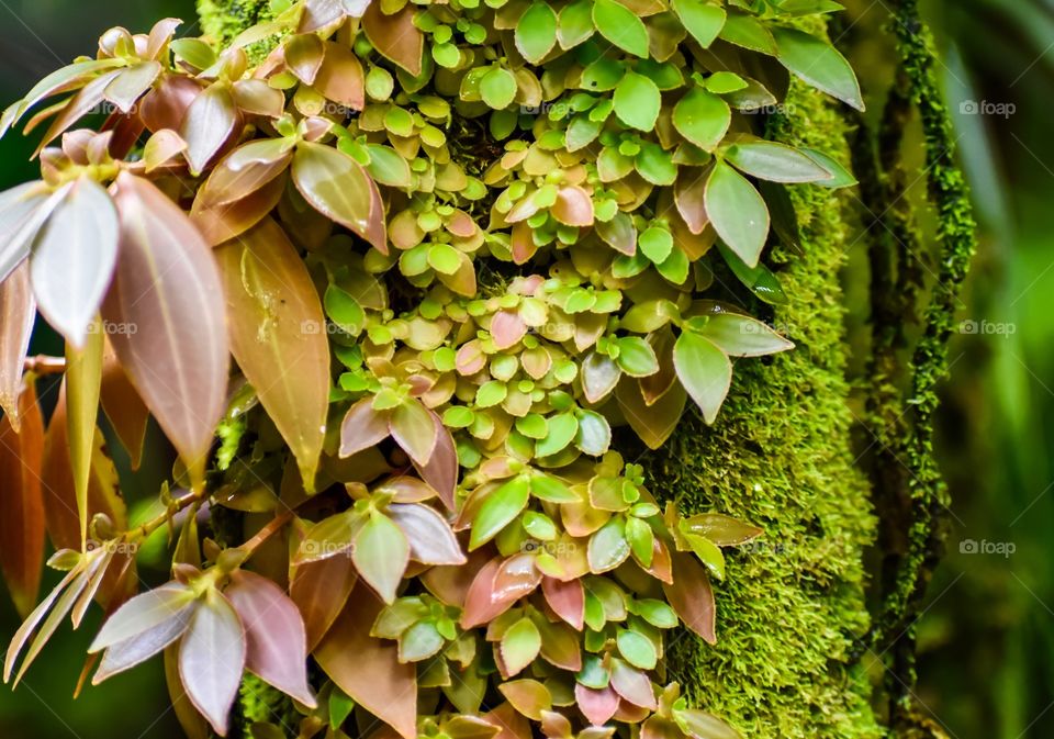 The lush rainforest is dense and beautiful