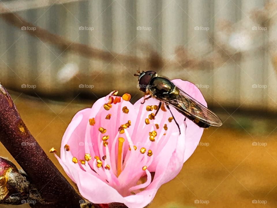 Bee on a nectarine fruit tree pink blossom closeup