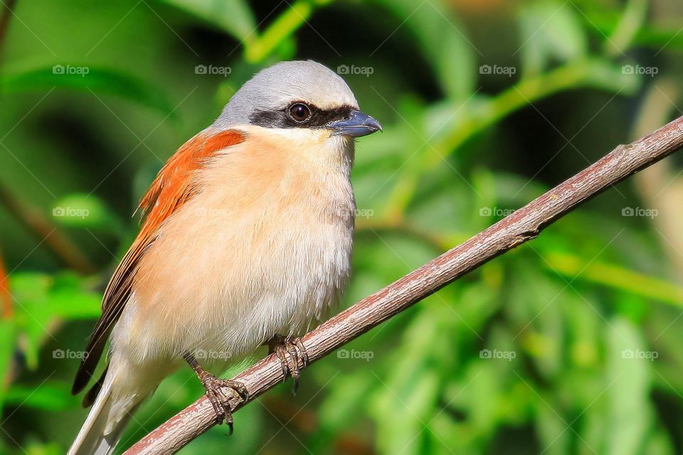 Bird lanius collurio red red bird