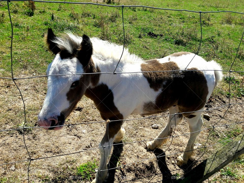 Piebald Foal