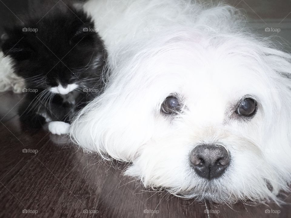 Luna and Cesar relaxing on the floor