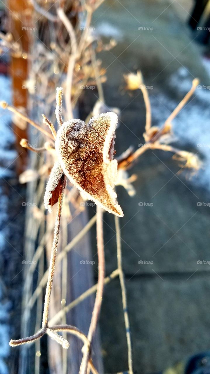 Close up winter beauty