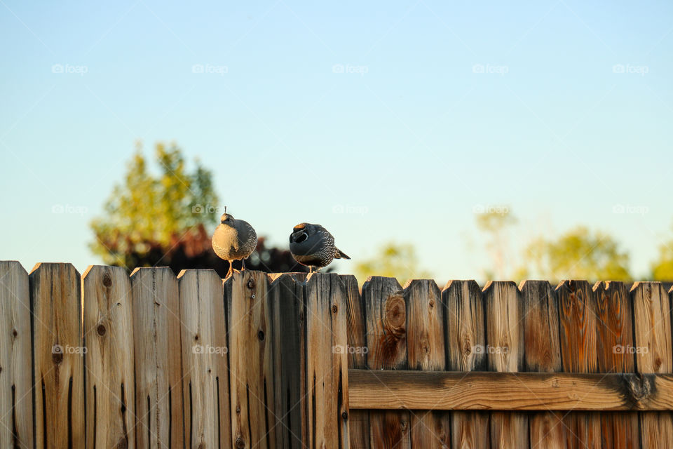 Wild quail couple