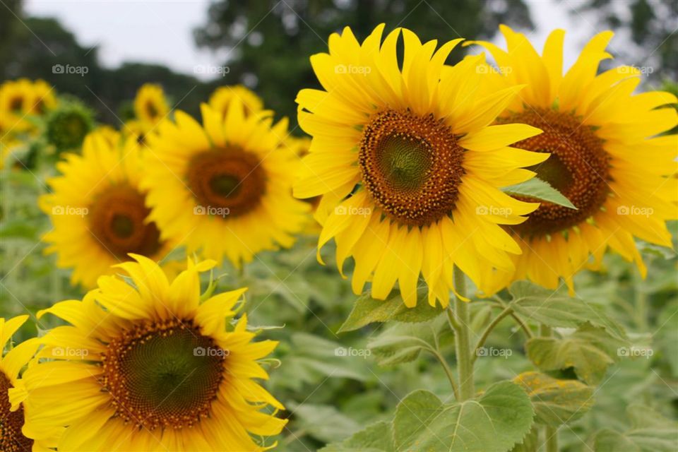 Beautiful Sunflowers.. Sunflower field.