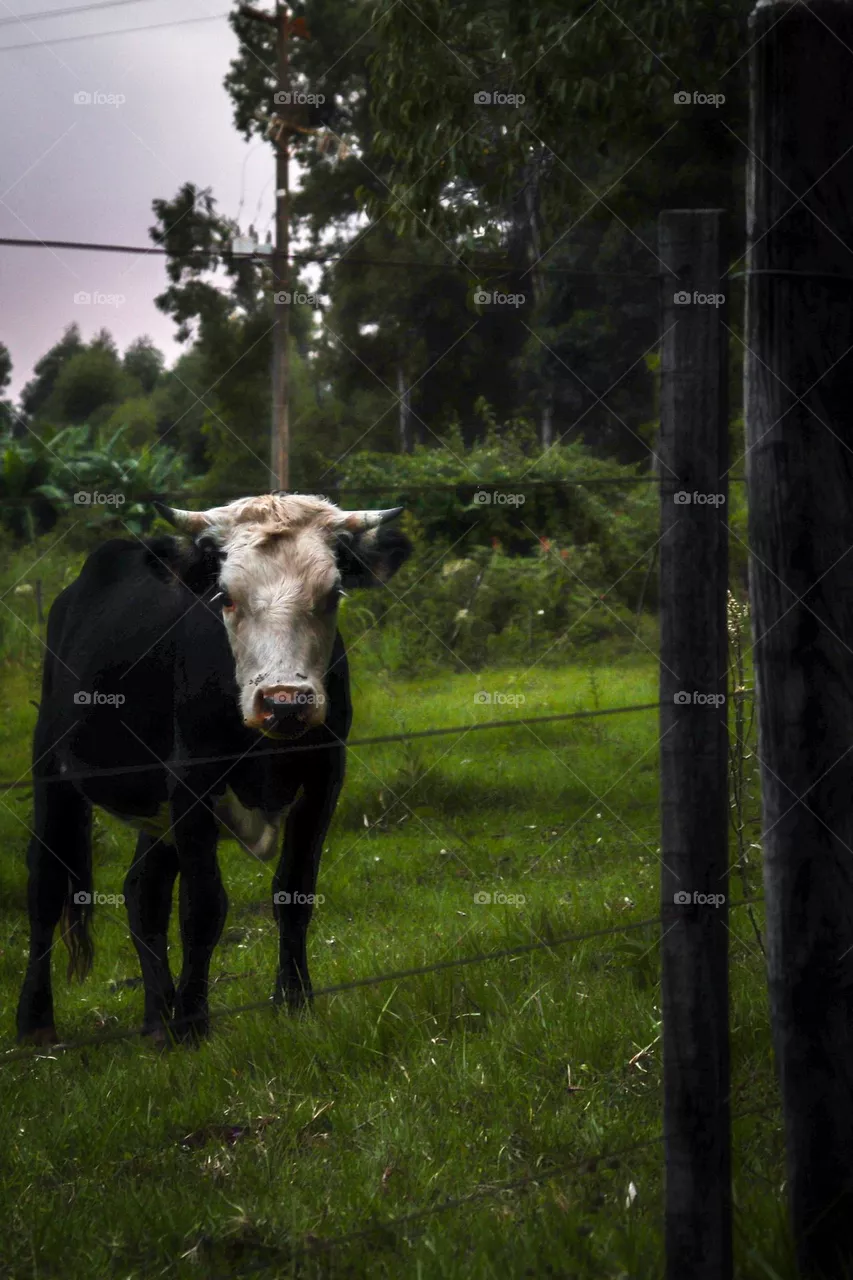 Vaca