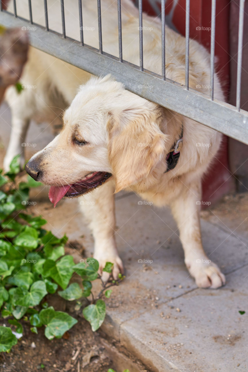 Golden retriever hidden