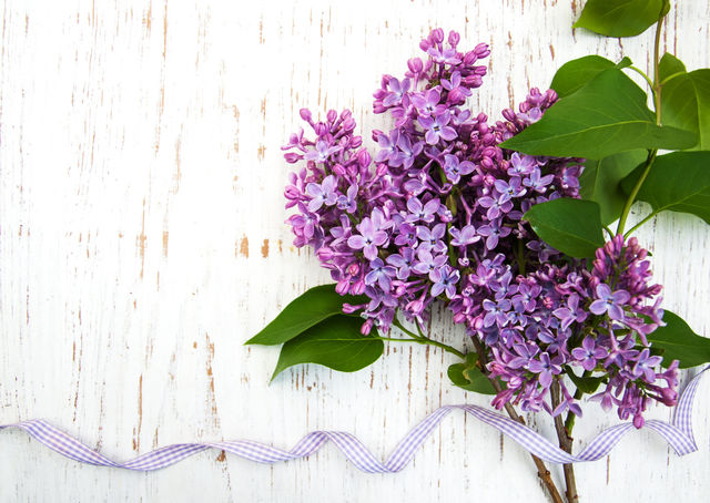 Lilac flowers 