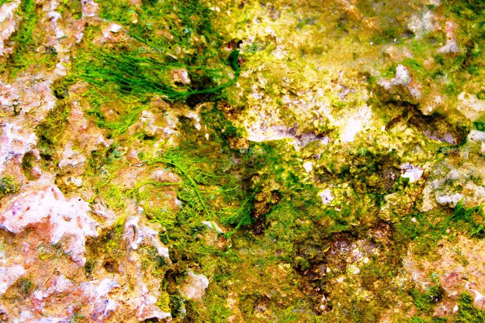 Algae on lime rock
