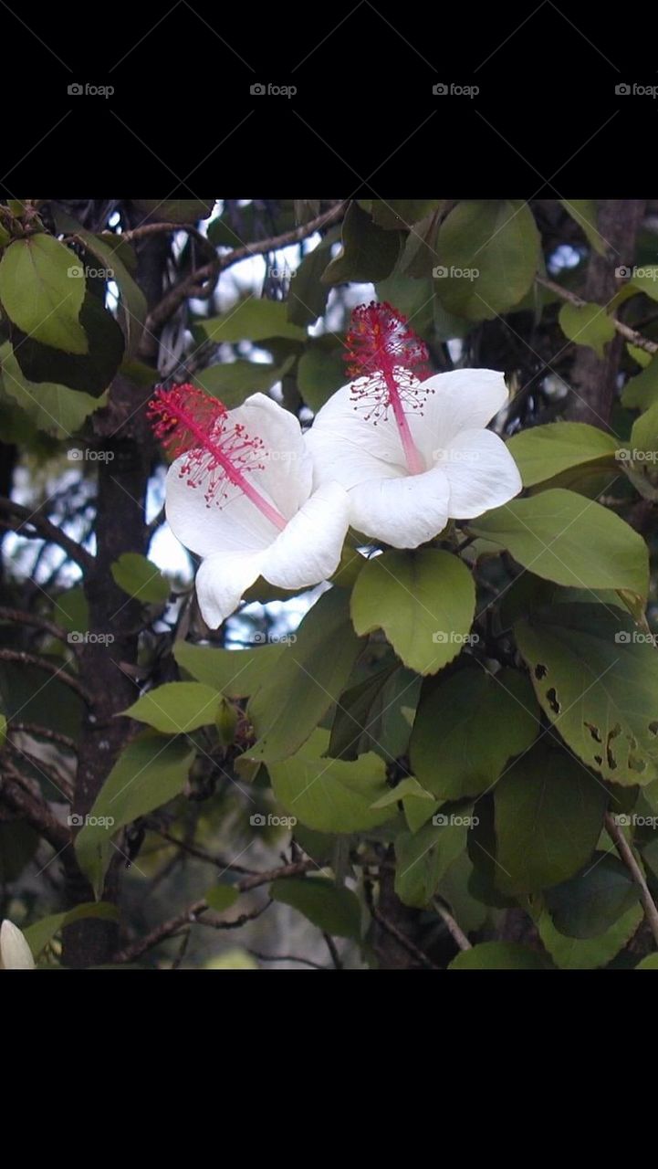 Tropical Flowers