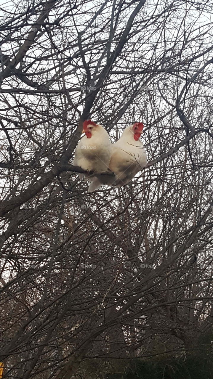 chickens in the tree