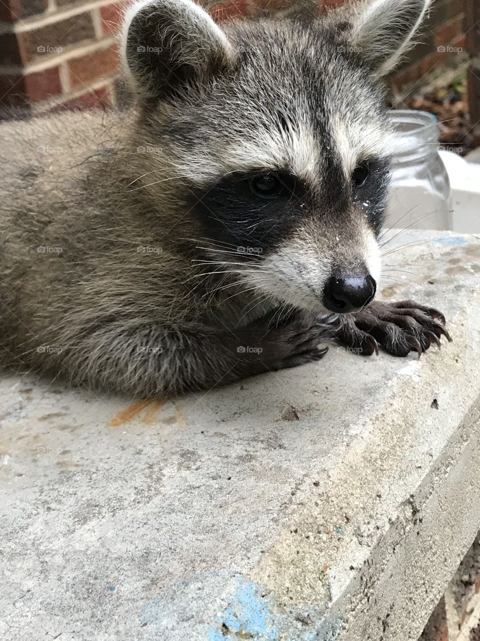 Raccoon baby 
