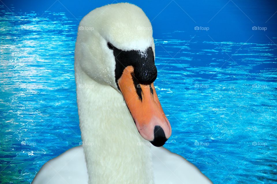 Swan