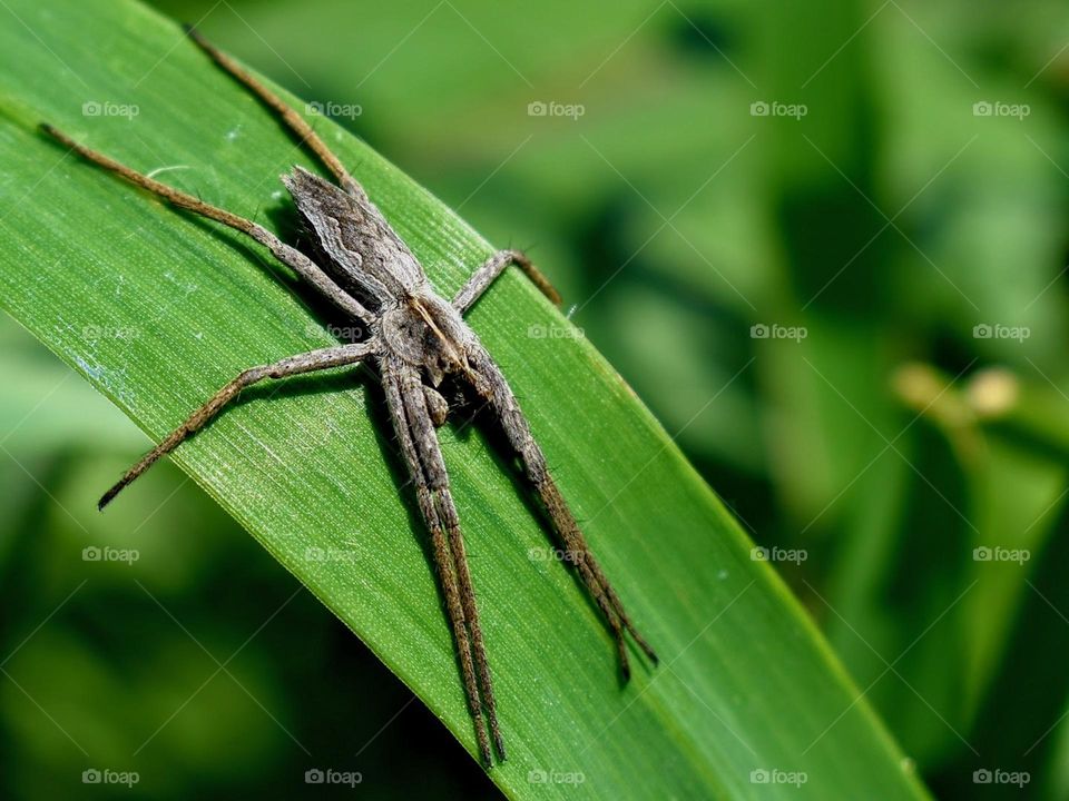 Spider sitting on blade pf grass