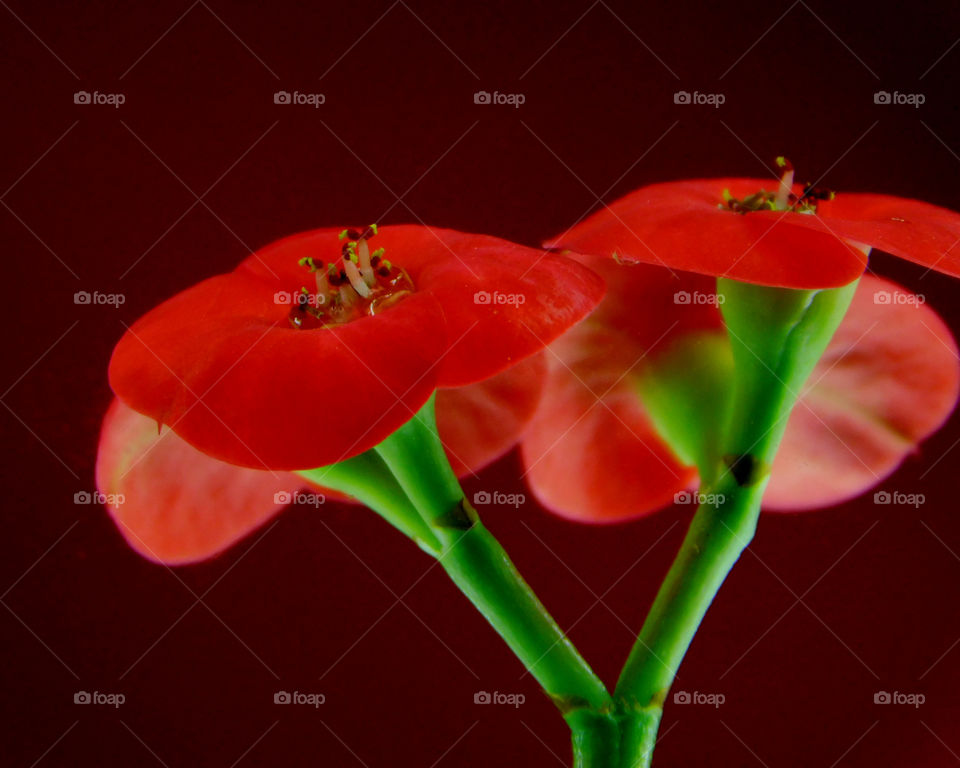 Red flower! The Red Story! Red is color of passion. It's the color that is always seen on heart decorations on Valentine's Day! Red is astonishing, exhilarating, and fills your world through feelings and emotions!