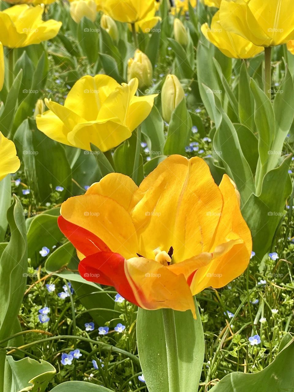 A bright orange and red tulip