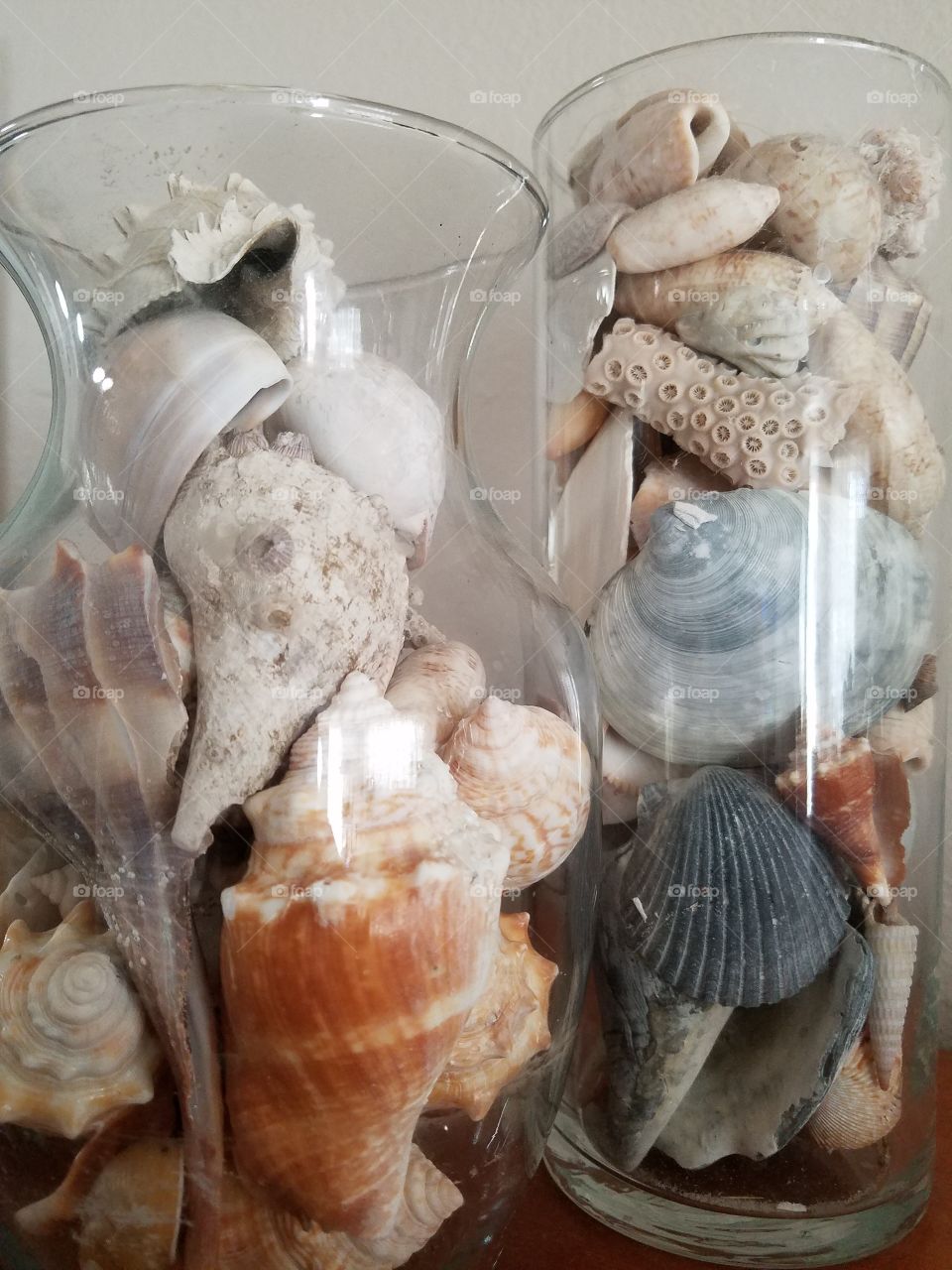collection of found shells on Anna Maria Island