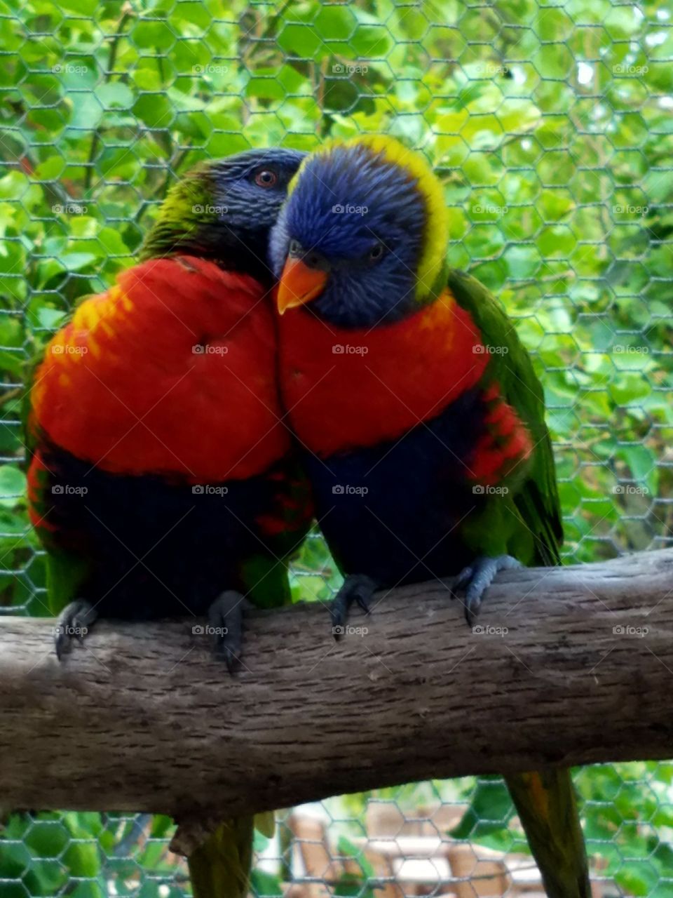 Two Colorful Birds on a Branch
