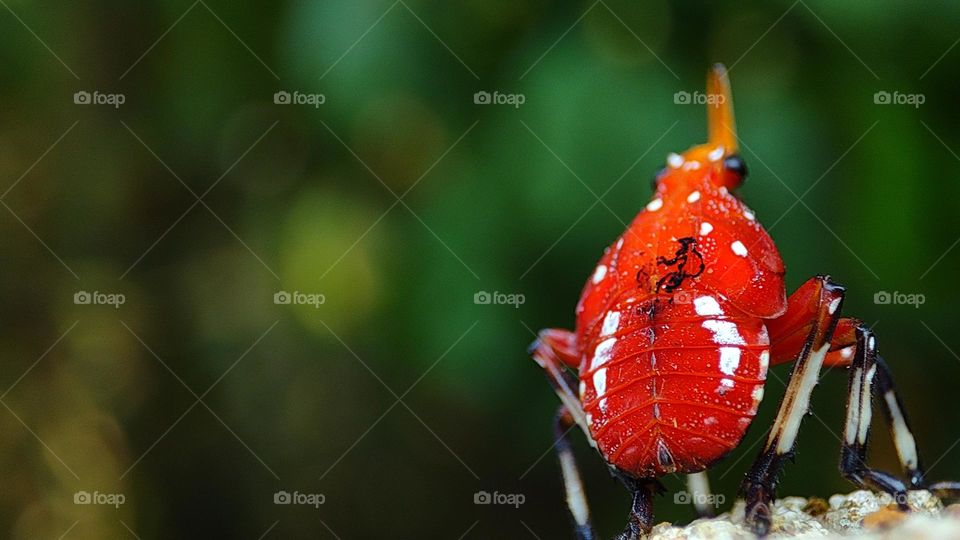 Tattooed insects