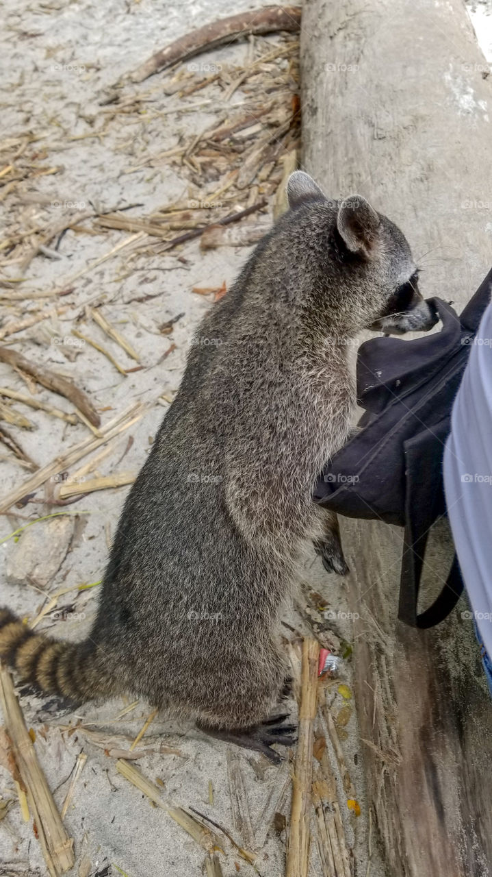 Raccoon in Costa Rica.