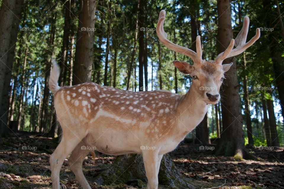 Beautiful skika deer in the forest