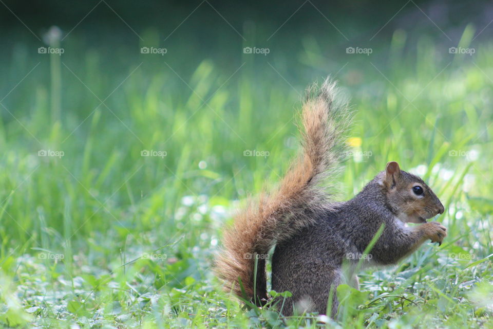 Nutty Squirrel 