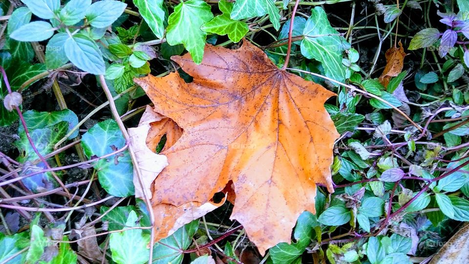 Filtered Maple and Ivory