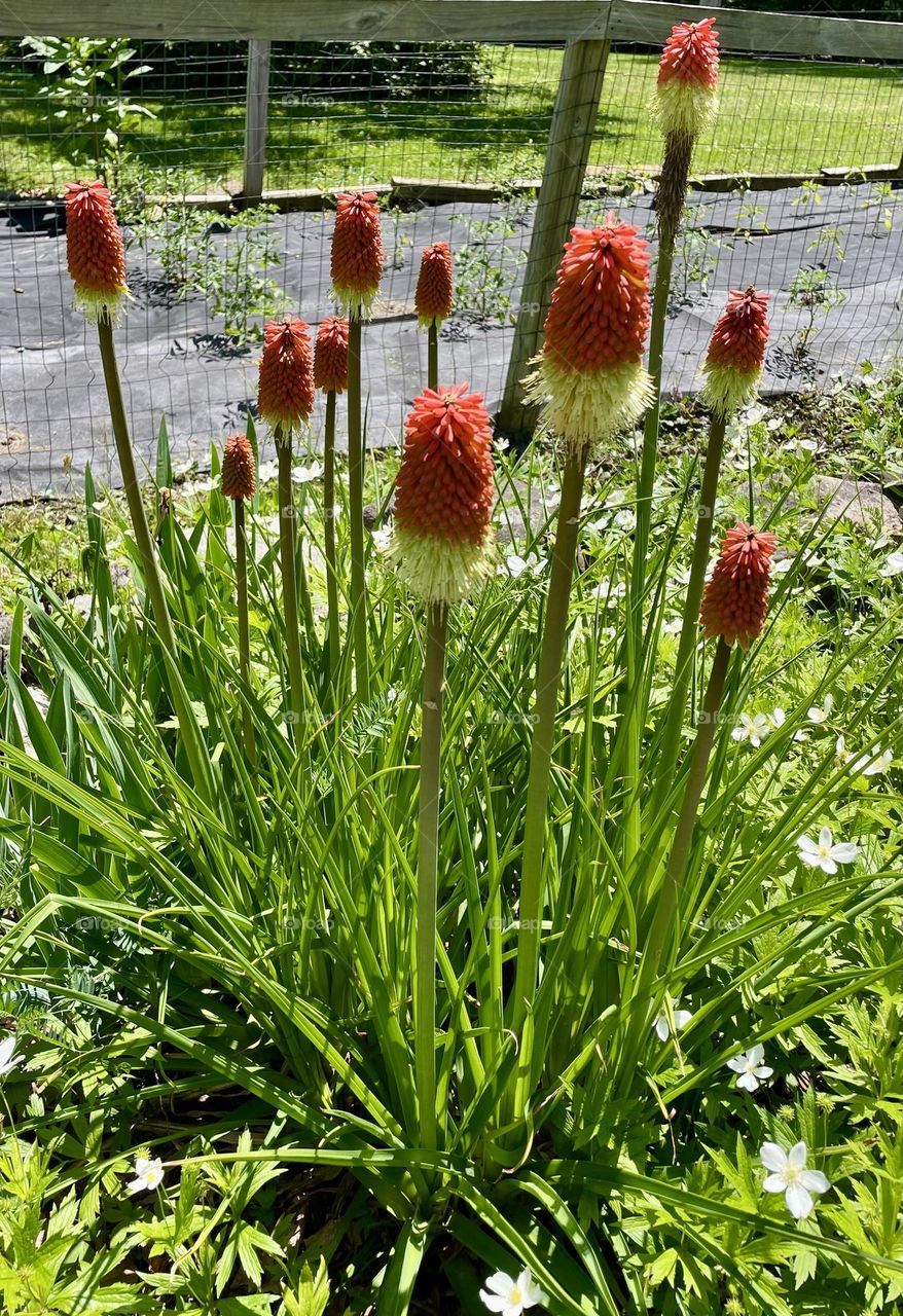 A striking torch lily, with 11 vibrant blooms in shades of deep orange and yellow, arranged in a vertical cluster. The flowers gradually transition from pale yellow at the base to fiery at the tips, creating a bold and dynamic contrast.