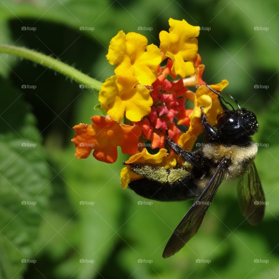 Bee Yellow Orange