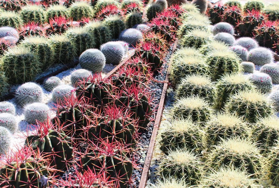 cactus rows