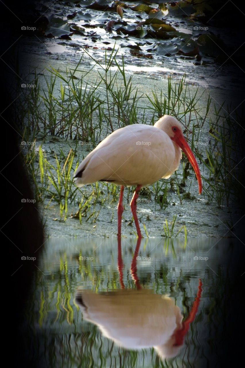 Ibis reflection
