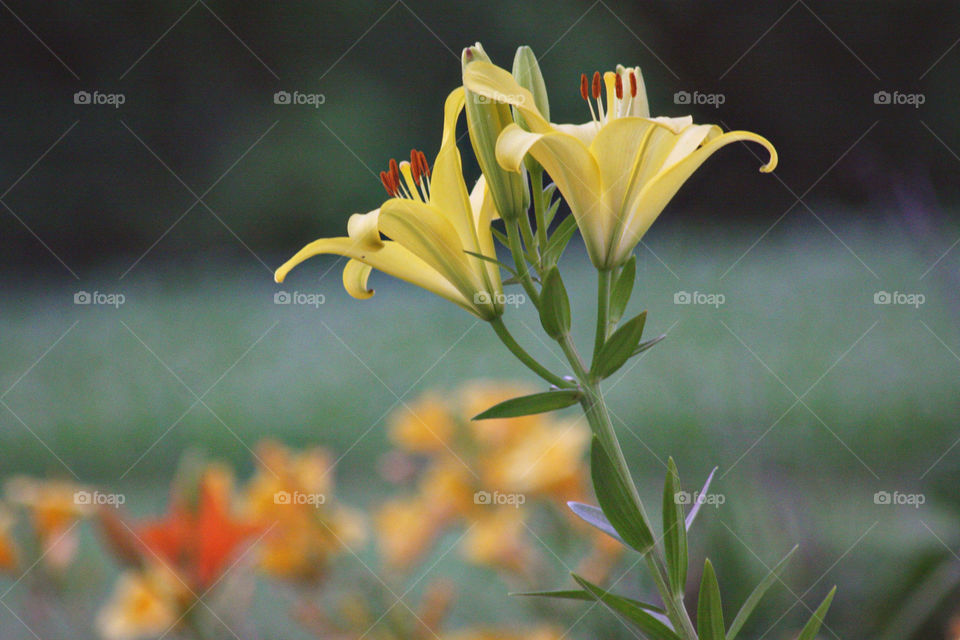 Yellow Flower Lily bright