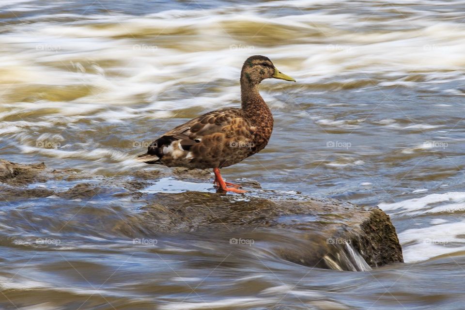 Duck standing on water 
