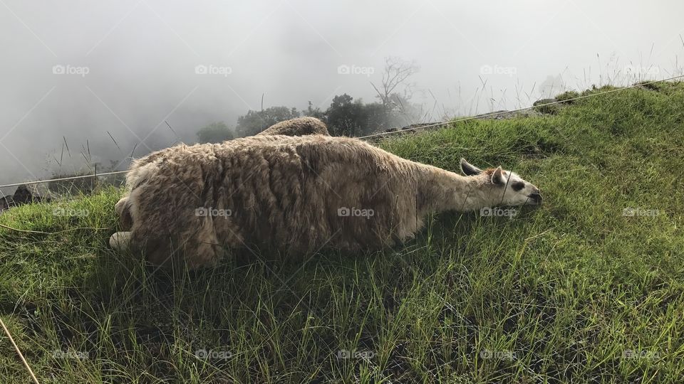 Llama chills as the fog begins to lift off of Machu Picchu, Peru. 