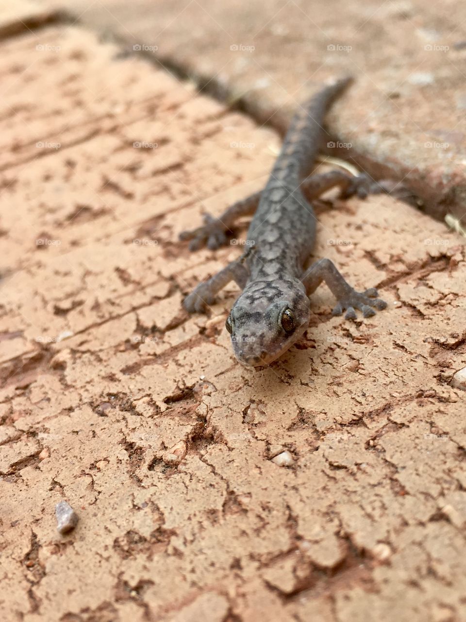 Small lizard crawling on cement 