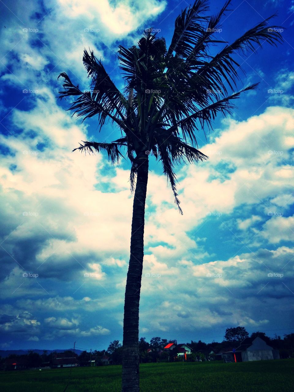 Coconut tree