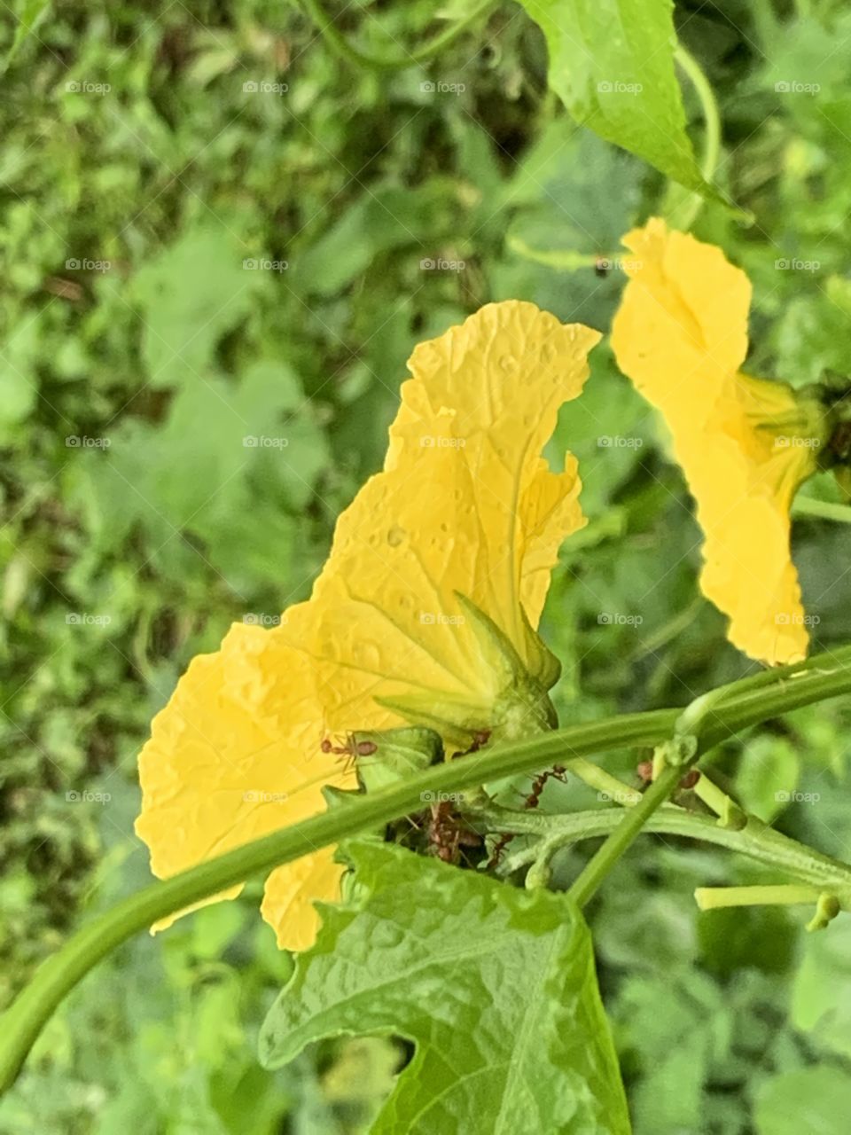 Portrait of a plant.