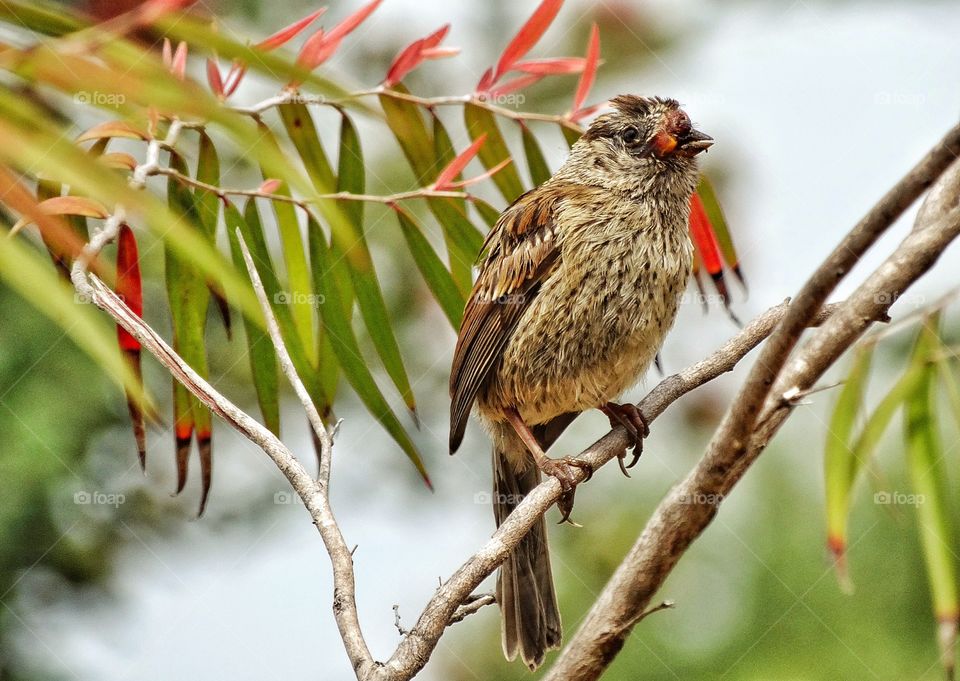 Common Finch. House Finch In The Wild