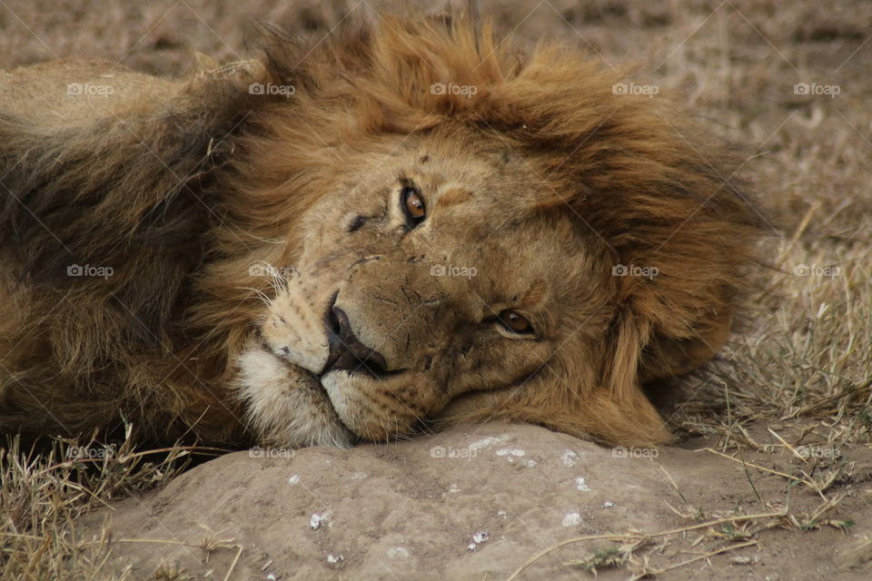 Sleepy lion.. Be aware - it’s a male!