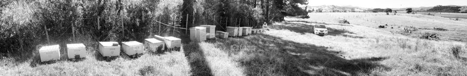 Apiary - Bee Hives all in a row