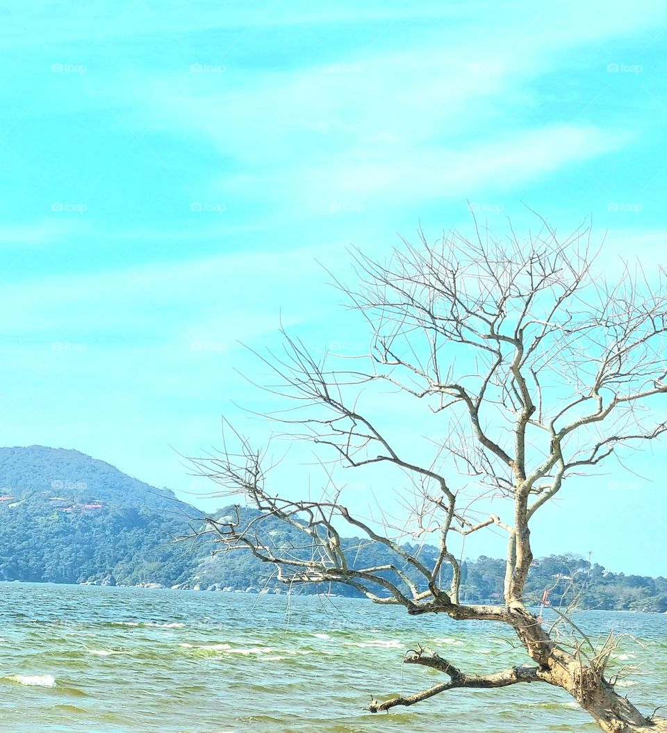 Lagoa da Conceição