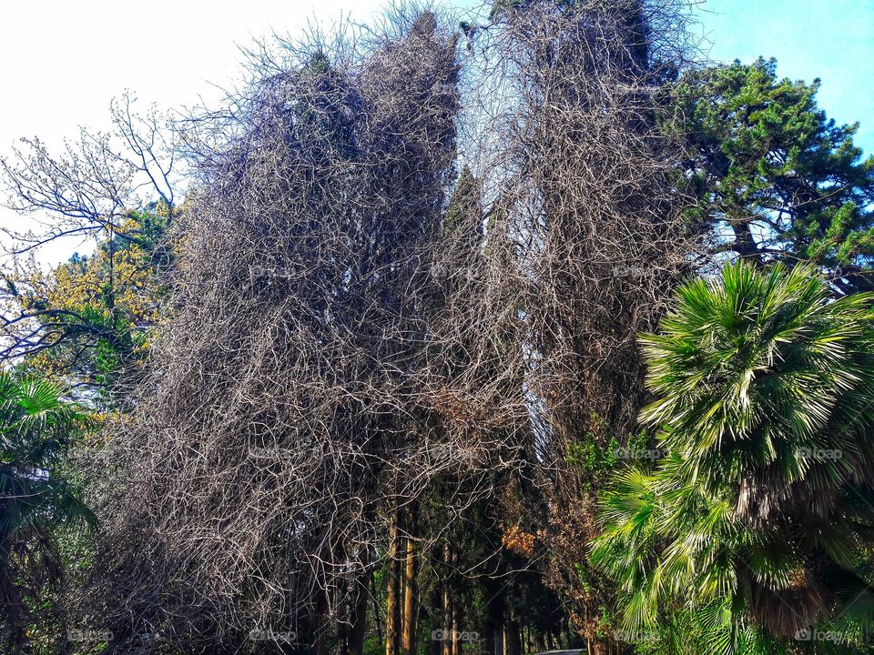 Tree, Nature, Landscape, Wood, No Person